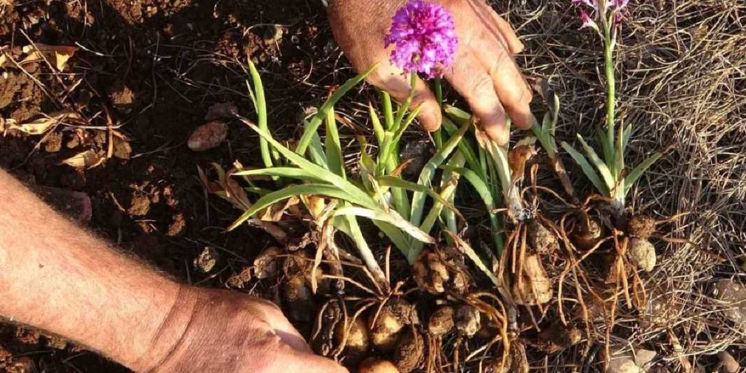 Üretimi zahmetli, hasadı sınırlı! Kazancı ise oldukça yüksek: Çiftçinin ‘Kökünde altın yatan’ bitkisinde hibe projesi başladı 1